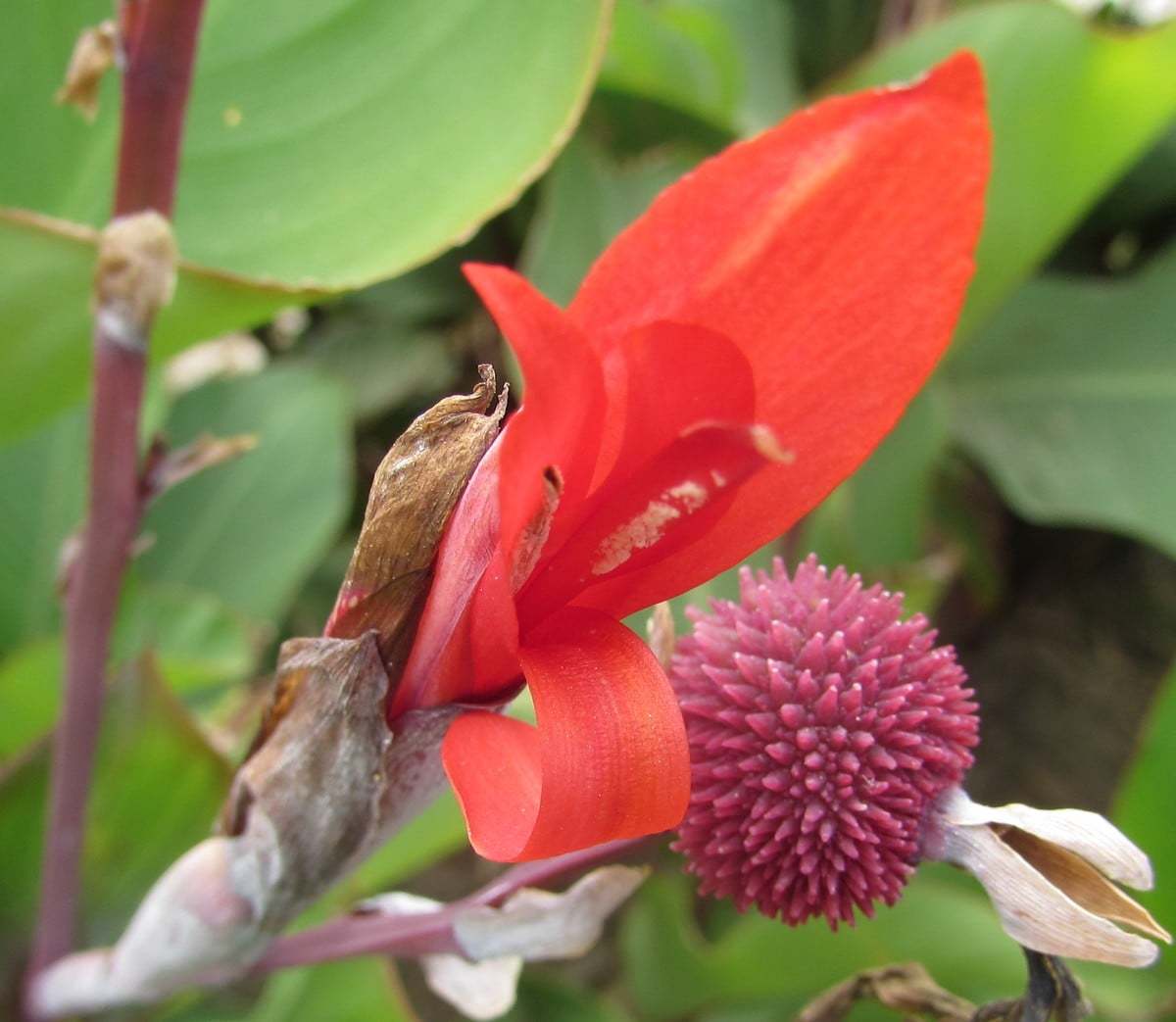 canna indica