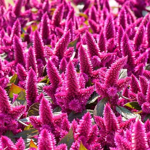 Federbusch Celosia plumosa samen 15 stück