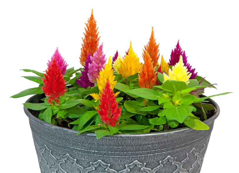 Federbusch Celosia plumosa samen 15 stück