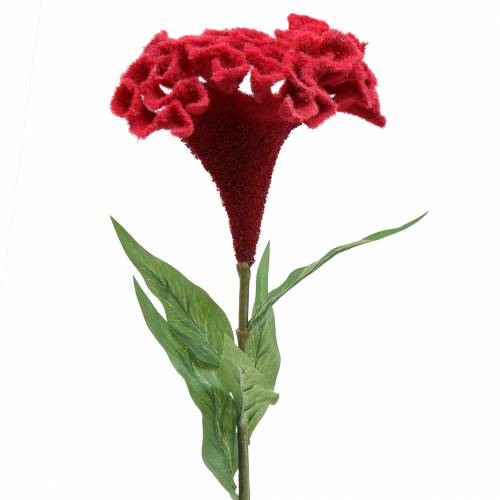 Hahnenkamm-Pink-Celosia-Cristata-Blumensamen 15 stück