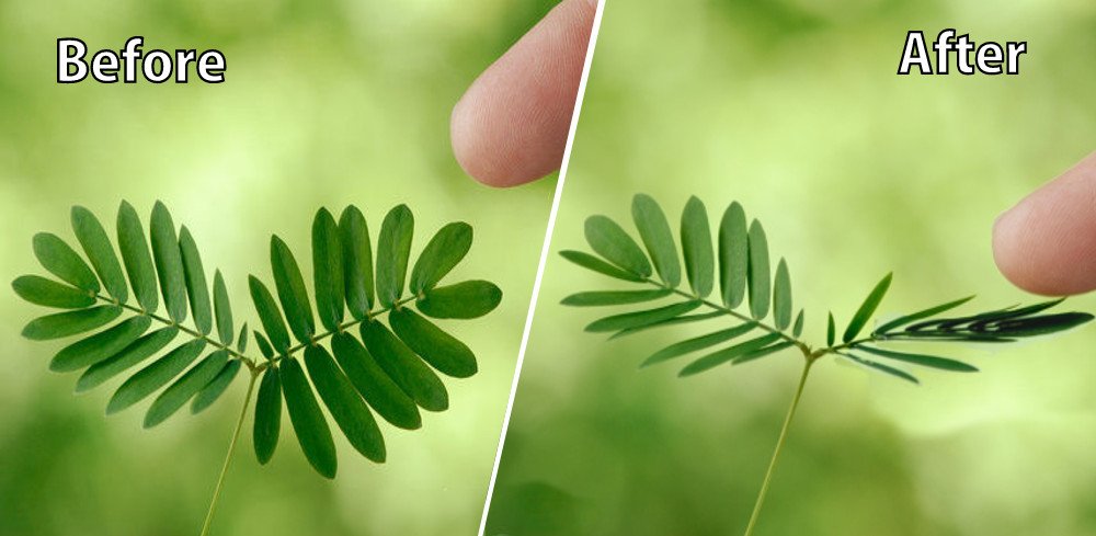 Echte Mimose (Mimosa pudica) 10 stück