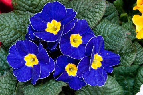Blau Nachkerzen 15 stück