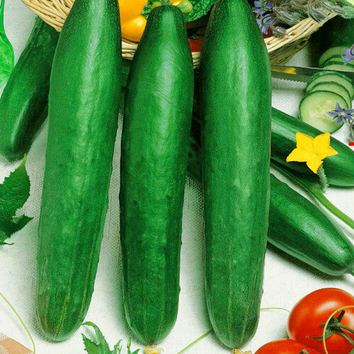 Schlangengurke-Salatgurke samen-Chinese-Slangen-15-stuck-Cucumis-sativus 25 stück