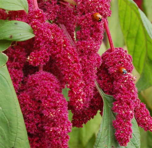 Amaranthus Caudatus - Fuchsschwanzamarant 10 stück