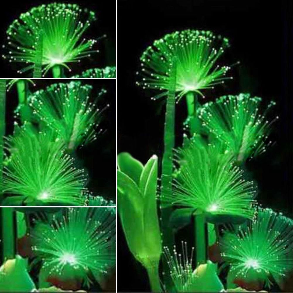 Fluoreszierende seltene Smaragd Blumen Samen Nacht Licht emittierende 10x seed