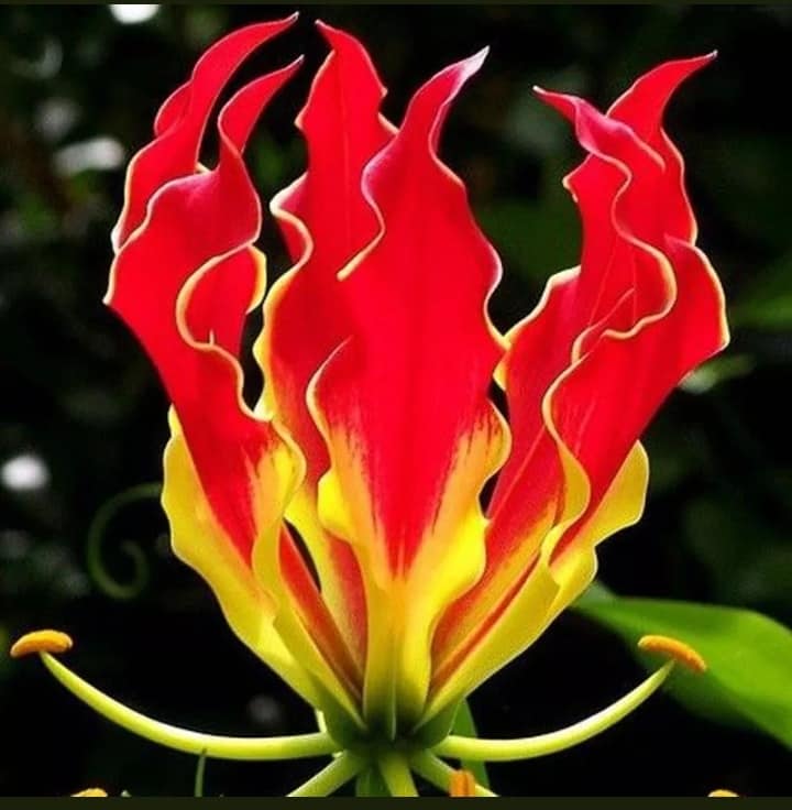 Garland flamme Lilium blumen