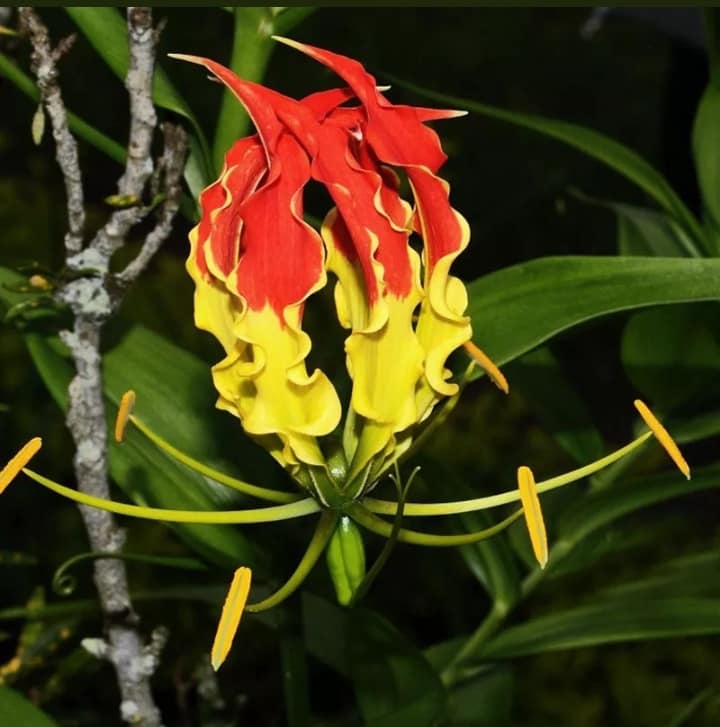Garland flamme Lilium blumen