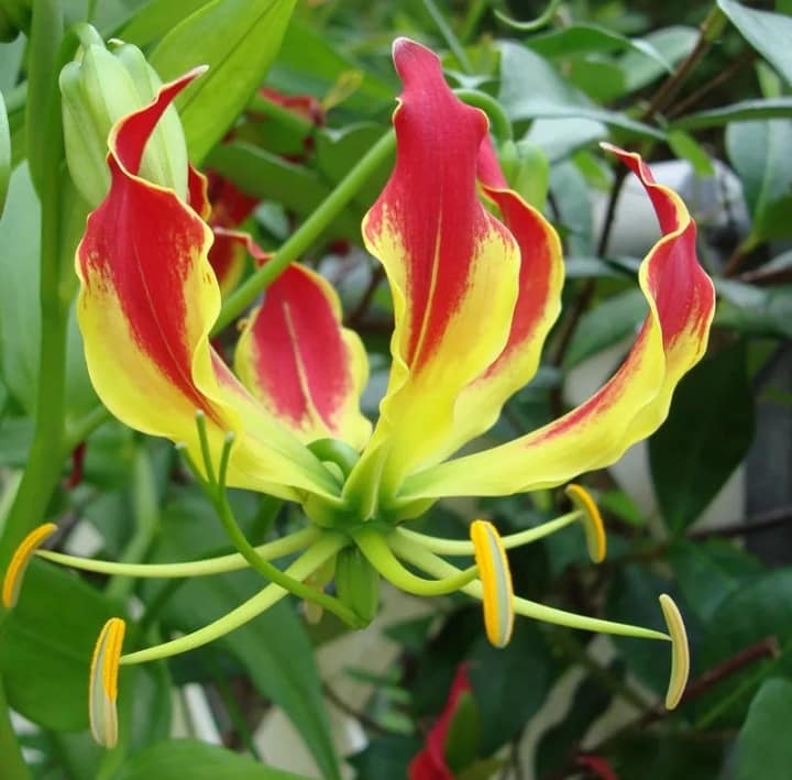 Garland flamme Lilium blumen