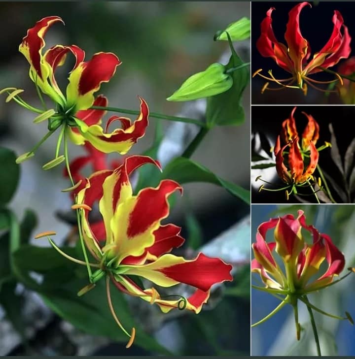 Garland flamme Lilium blumen