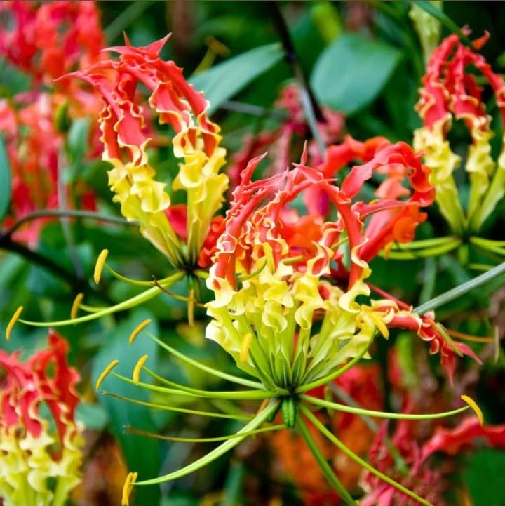 Garland flamme Lilium blumen