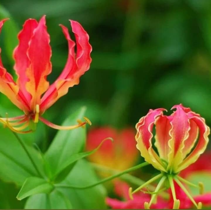 Garland flamme Lilium blumen