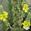 Königskerze (Verbascum thapsus) 25 stück