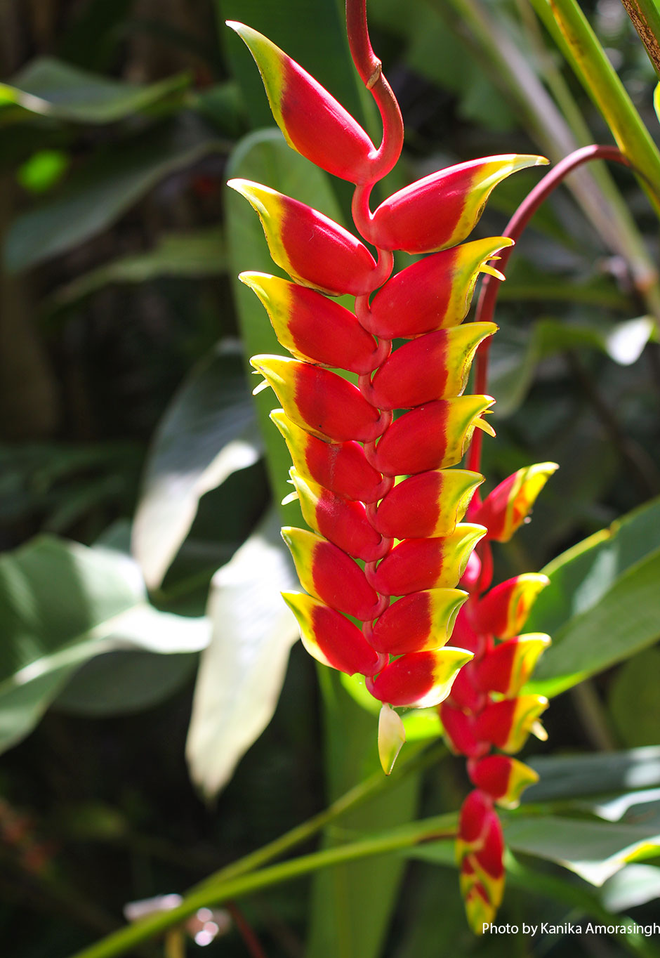 Heliconia Hawaisamen 5 stück