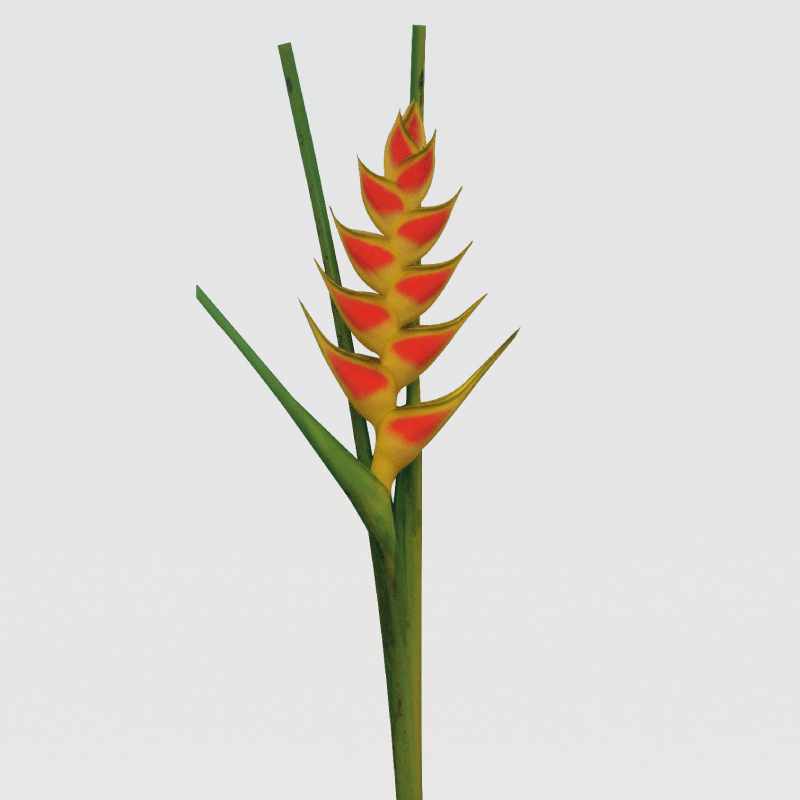 Heliconia Hawaisamen 5 stück