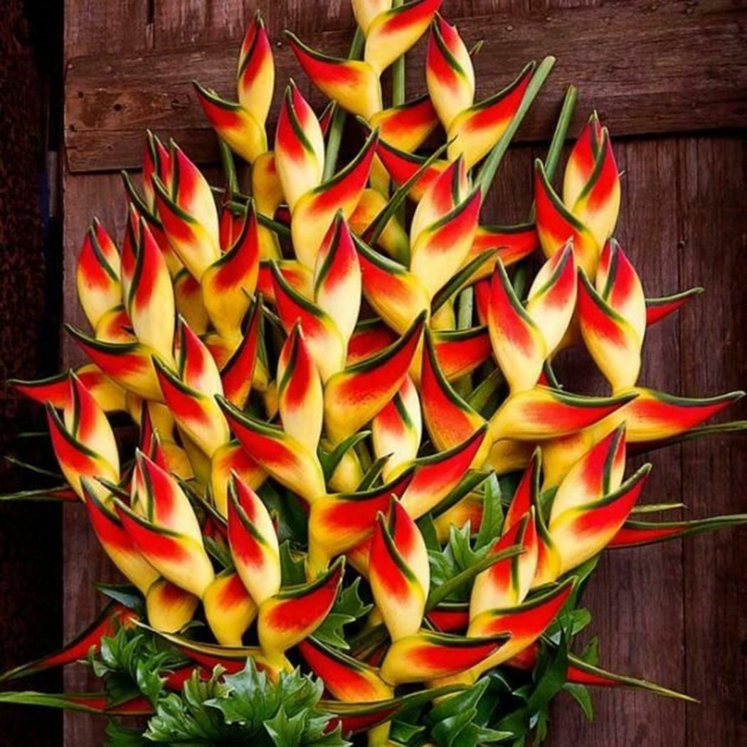 Heliconia Hawaisamen 5 stück