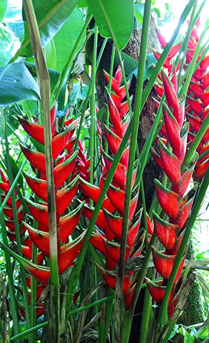 Heliconia Hawaisamen 5 stück