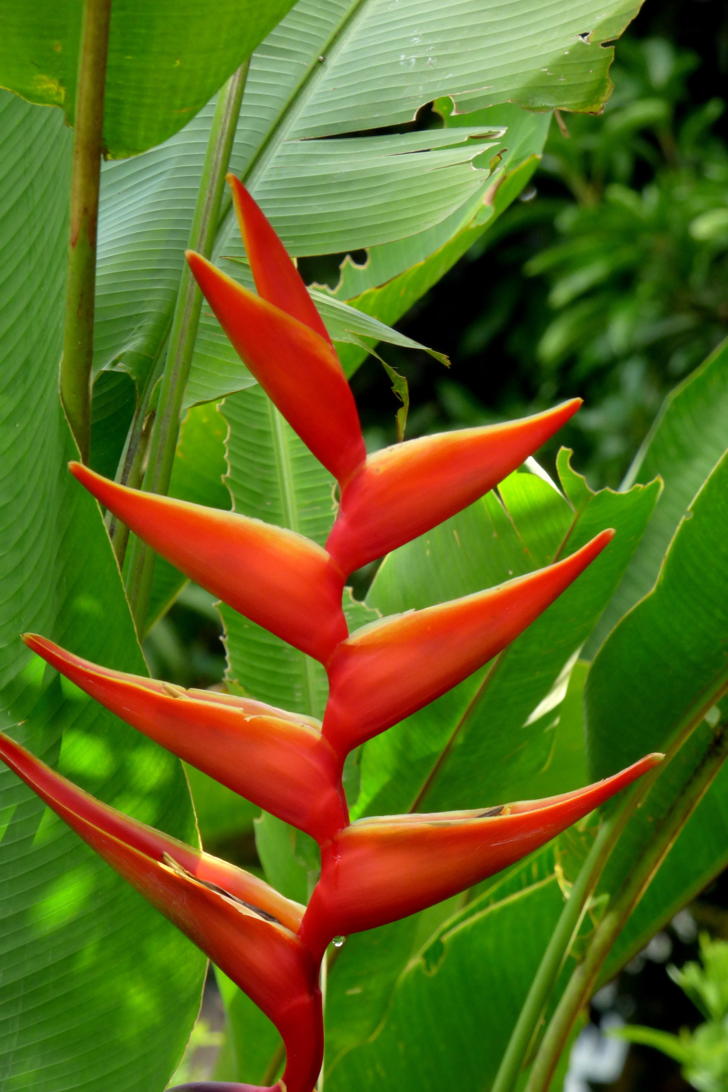 Heliconia Hawaisamen 5 stück