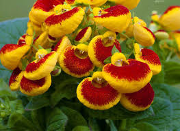 SLIPPER FLOWER samen (Calceolaria Herbeohybrida ) 10 stück