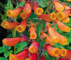 Chilenische Ruhmrebe (Eccremocarpus Scaber)