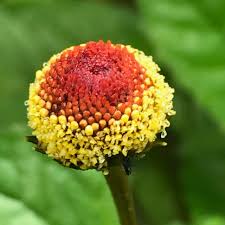 GESCHMACKSERLEBNIS, Samen Parakresse, Husarenkopf, Jambu (Acmella oleracea) 15 stück