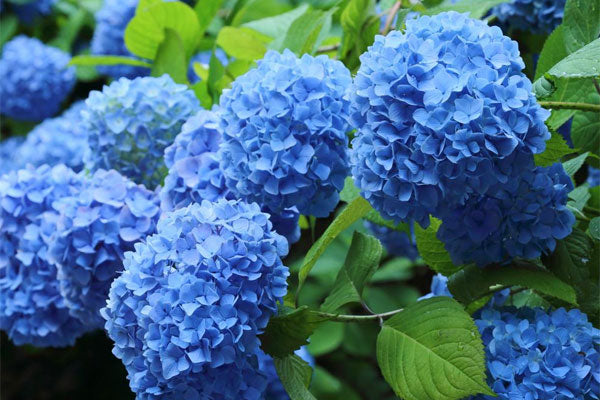 Hydrangea