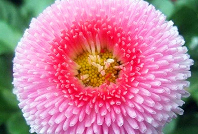 DAISY ENGLISH POMPONETTE PINK  (Bellis perennis) 15 stück