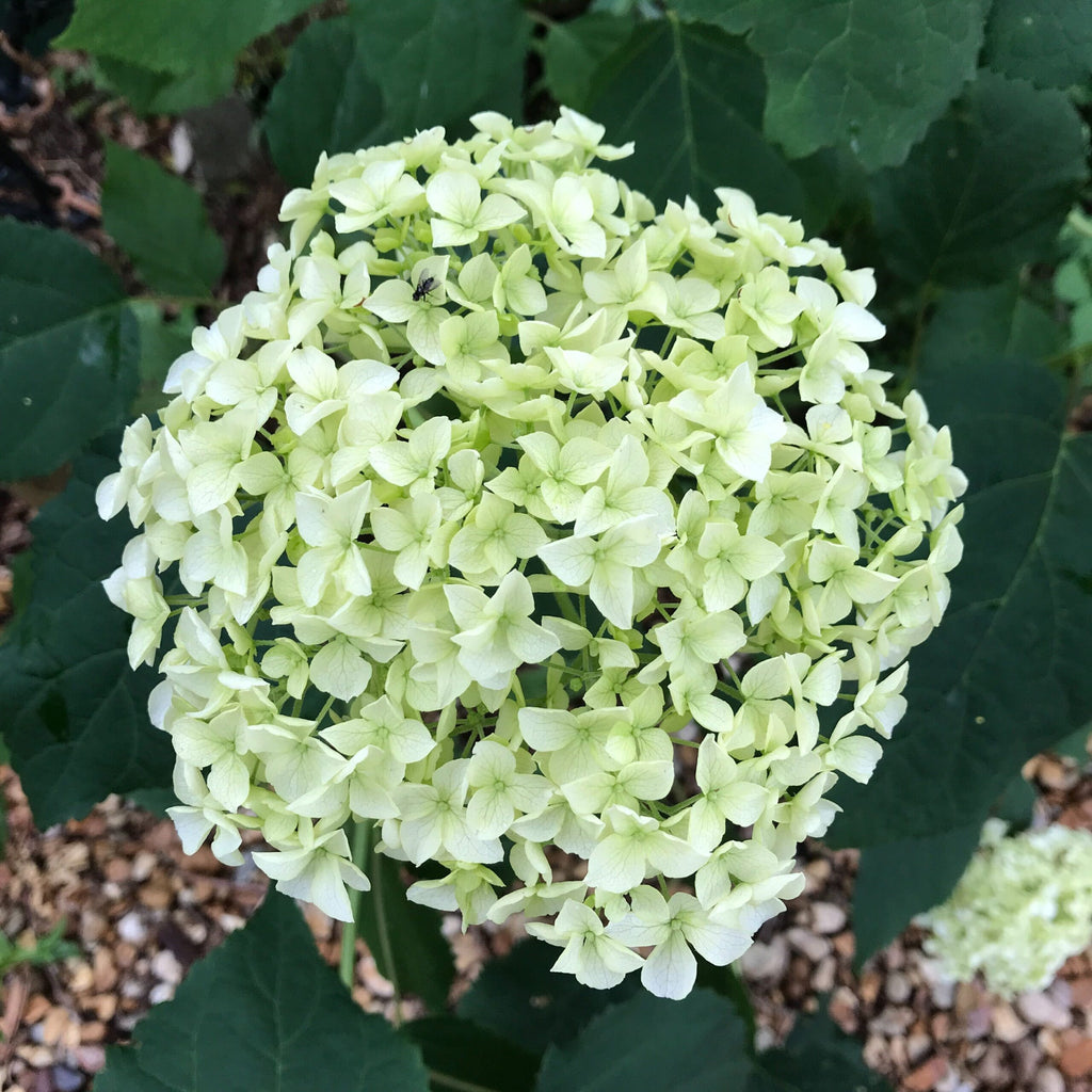 Hydrangea