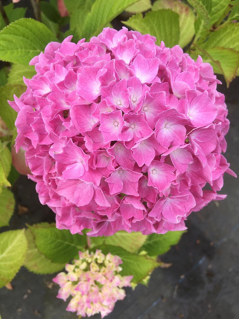Hydrangea