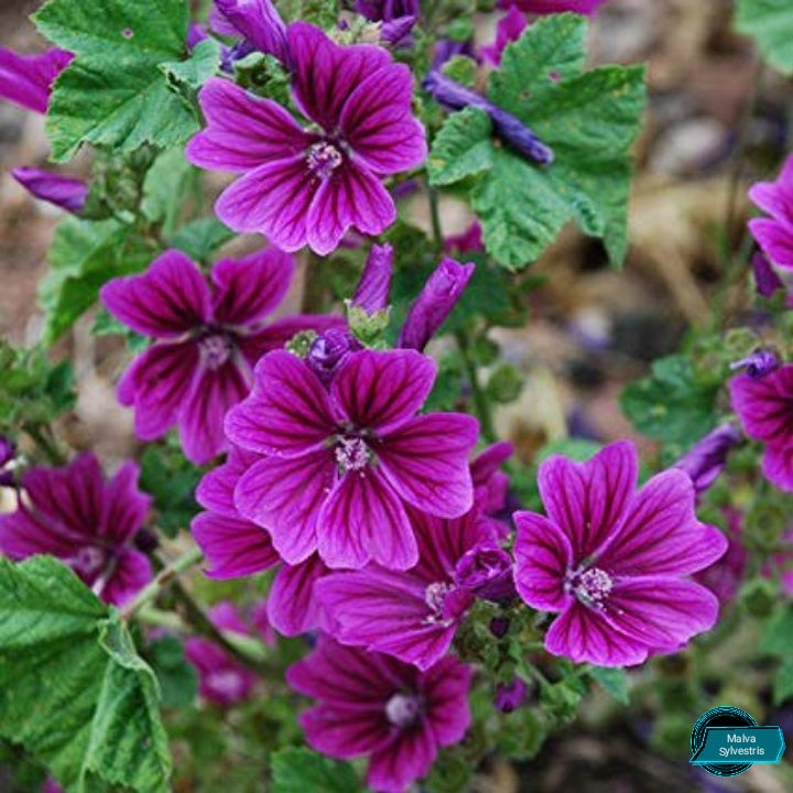 Mauritanian Malva Sylvestris Eibisch Blumensamen 15 stück
