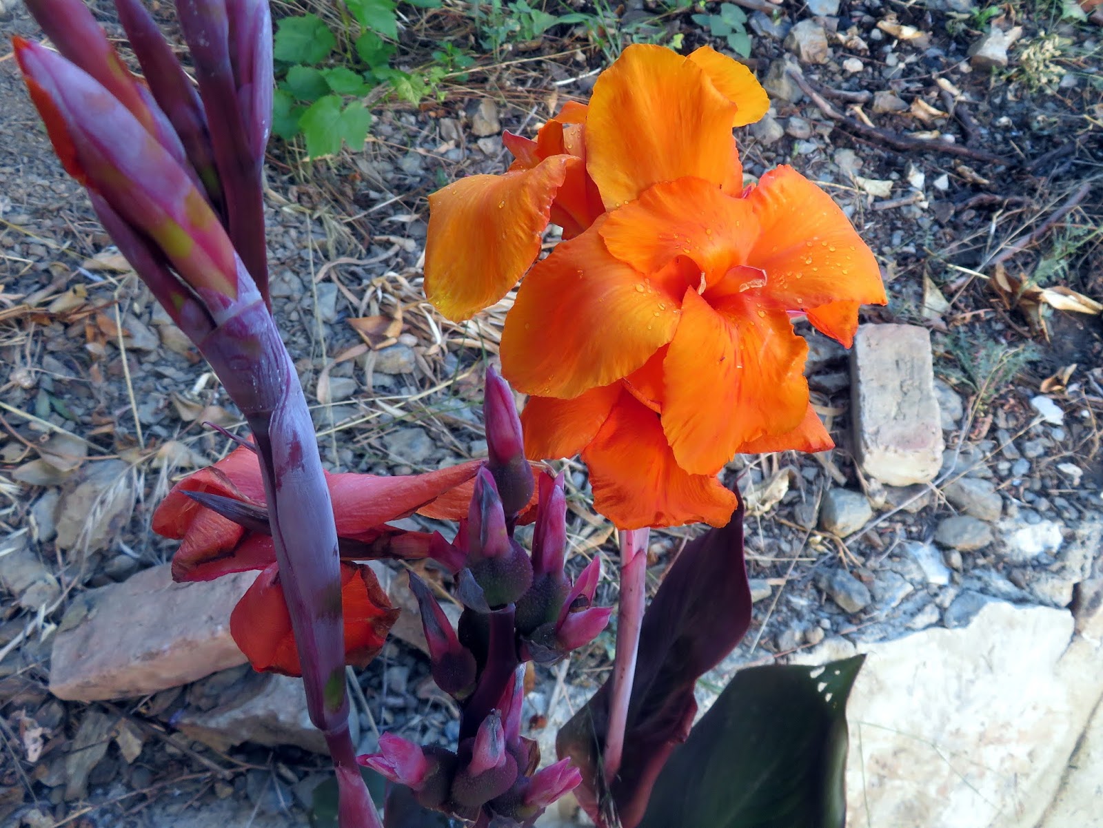 canna indica