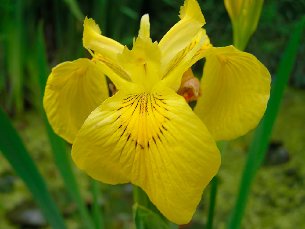 Hohe SCHWERTLILIE/IRIS - Radiant Apogee 10 stück