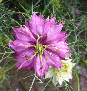 Junggesellenknopf Mehrfarbige Blumensamen 20 stück