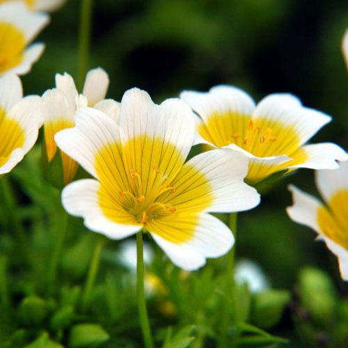 POACHED EGG PLANT SEEDS (Limnanthes douglasii)