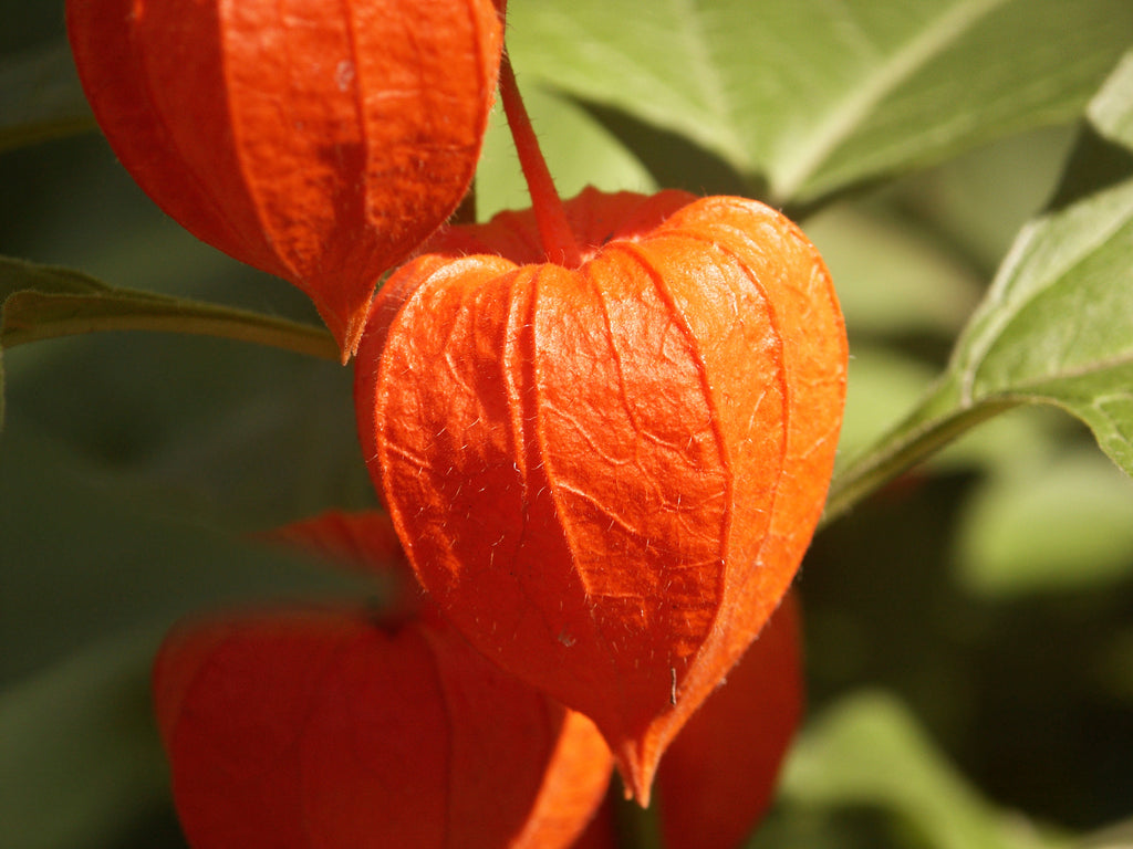 Lampion blume