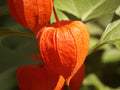 Lampion blume