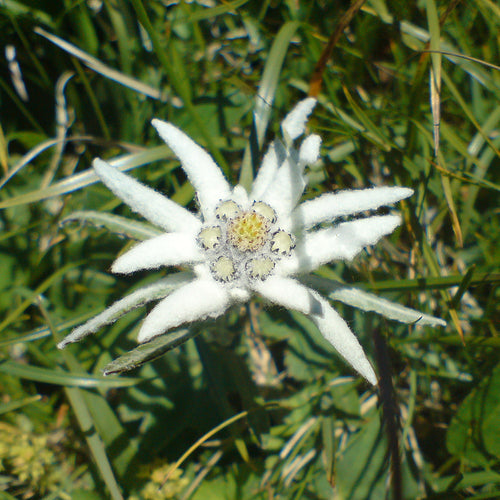 Alpen Edelweiß (Leontopodium alpinum) 10 stück