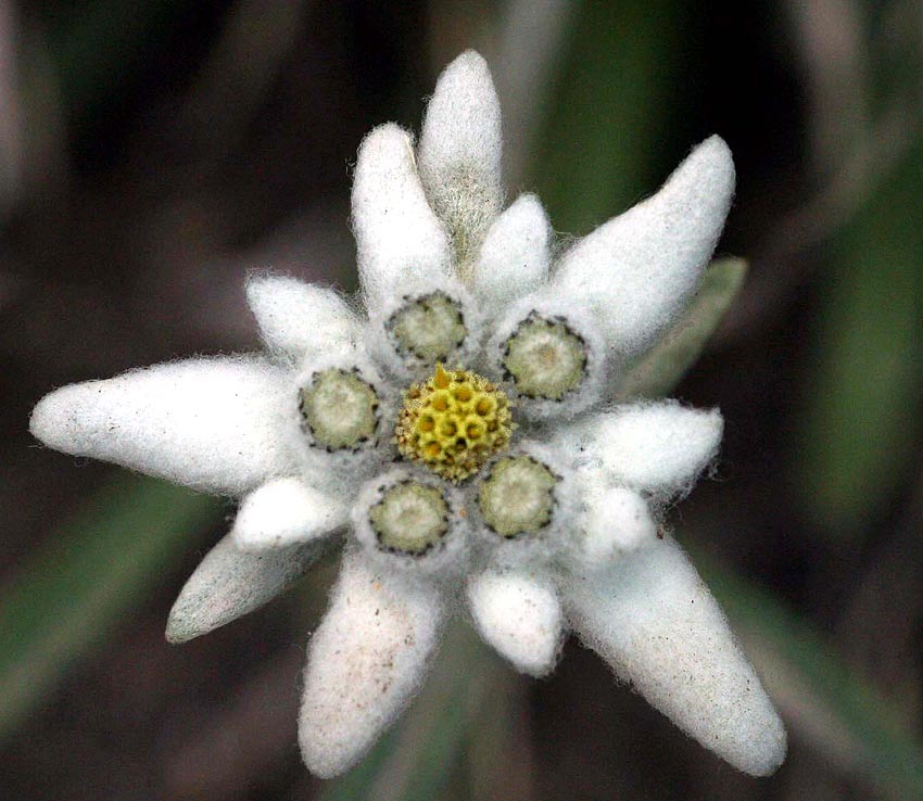 Alpen Edelweiß (Leontopodium alpinum) 10 stück