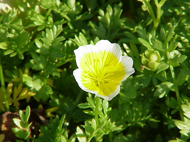 POACHED EGG PLANT SEEDS (Limnanthes douglasii)