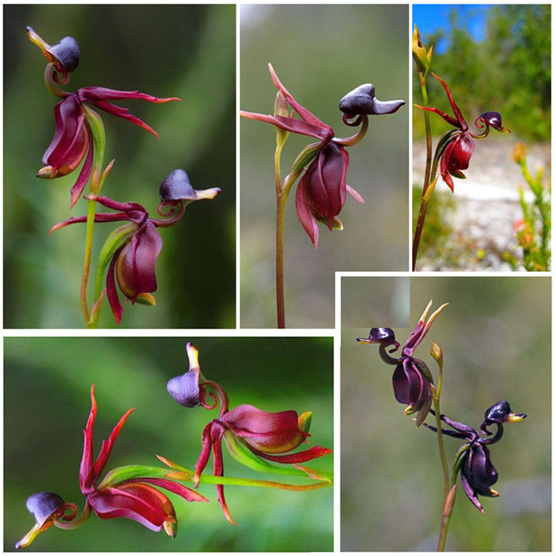Lustige Fliegen-Ente Orchid Blumensamen 5 stück