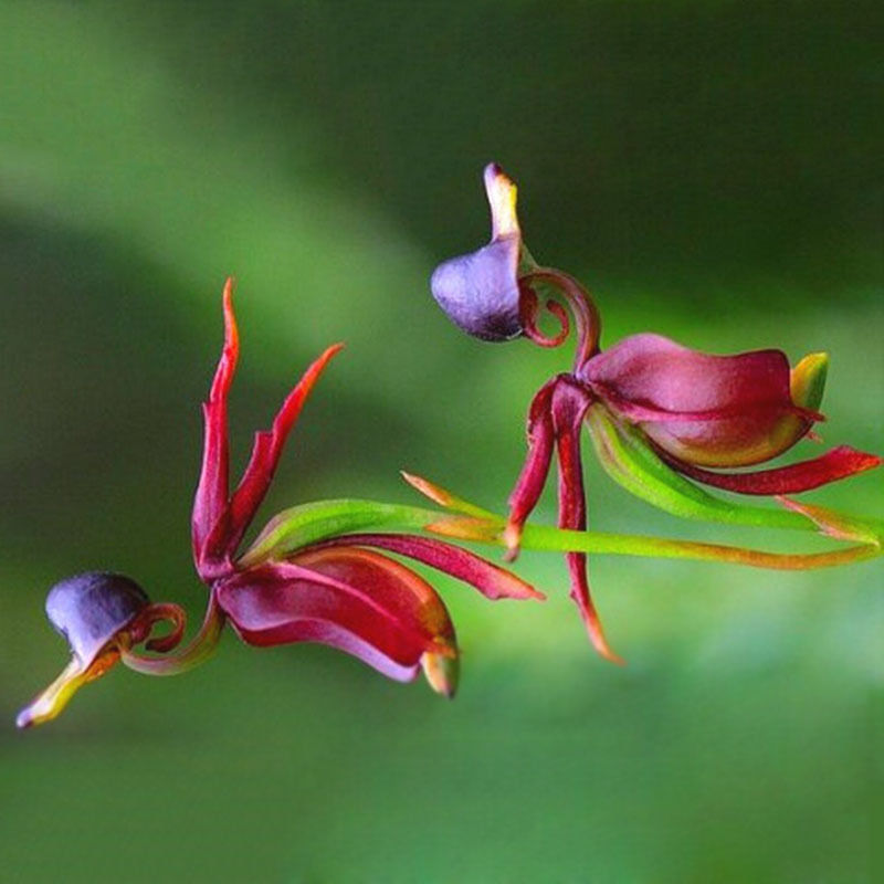 Lustige Fliegen-Ente Orchid Blumensamen 5 stück
