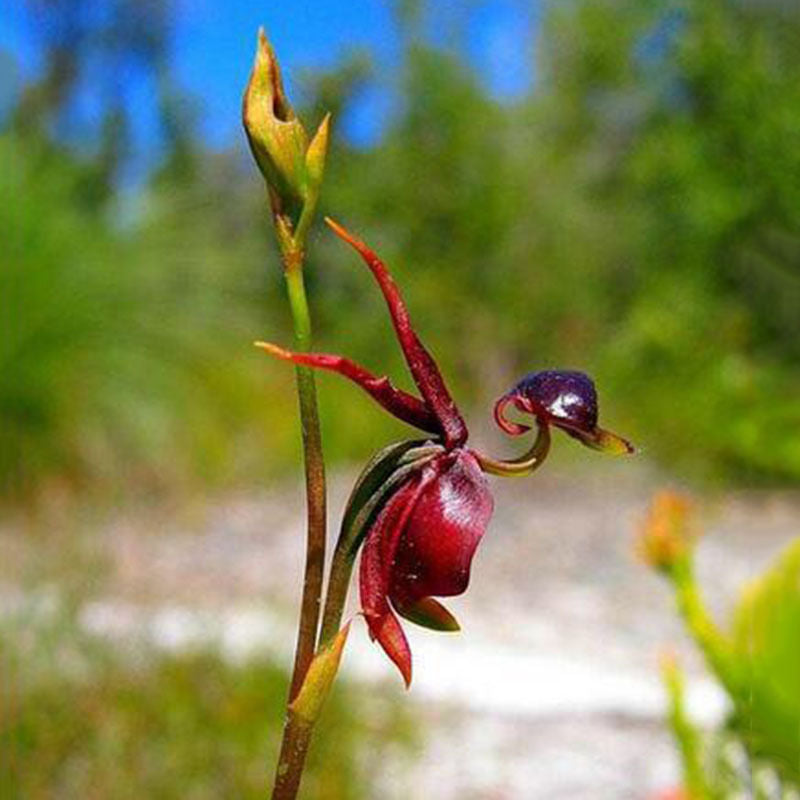 Lustige Fliegen-Ente Orchid Blumensamen 5 stück