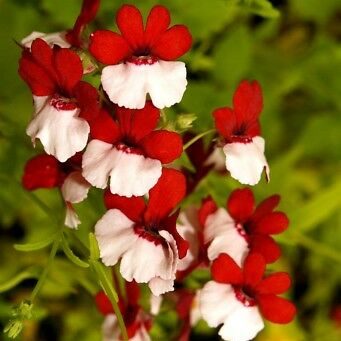 Nemesia St. George  (Nemesia strumosa) 15 stück