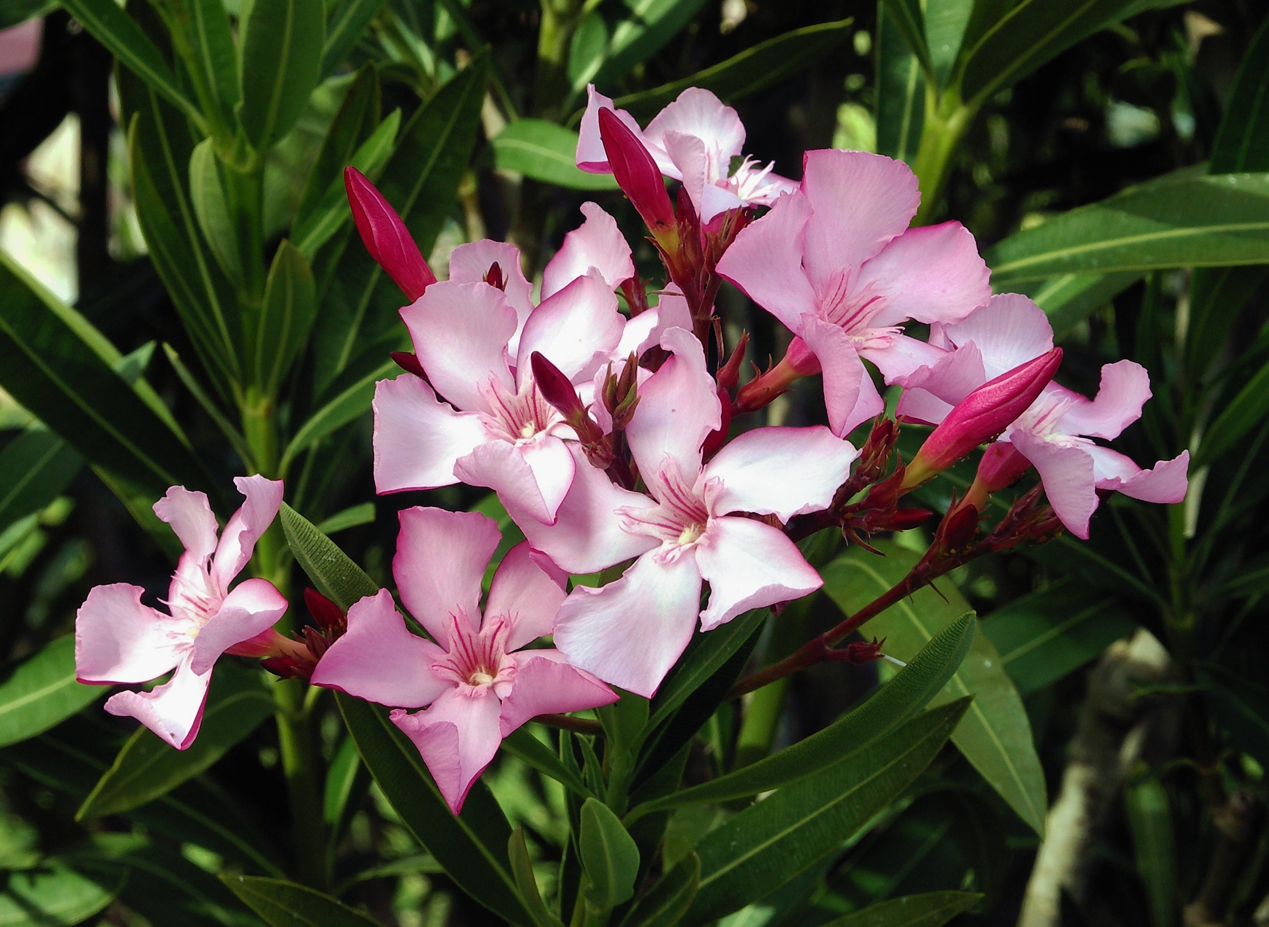 Oleander 15 stück