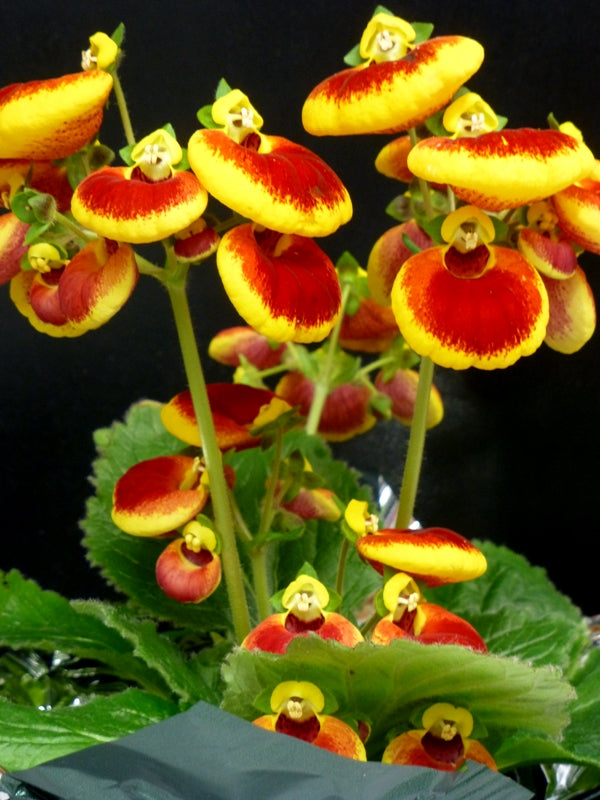 SLIPPER FLOWER samen (Calceolaria Herbeohybrida ) 10 stück