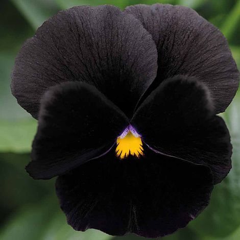 PANSY CLEAR CRYSTALS SCHWARZE SAMEN (Viola wittrockiana) 10 stück