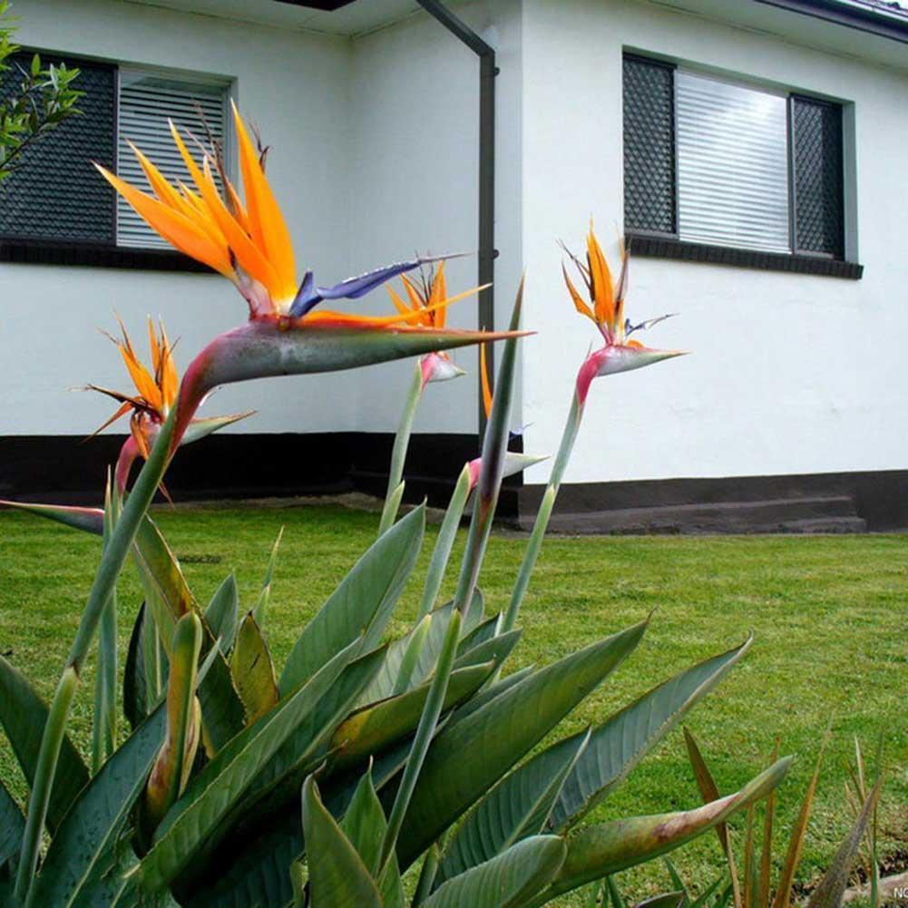 Strelitzia Blumen Orange Strelitzia Reginae Samen Paradiesvogel 5 stück