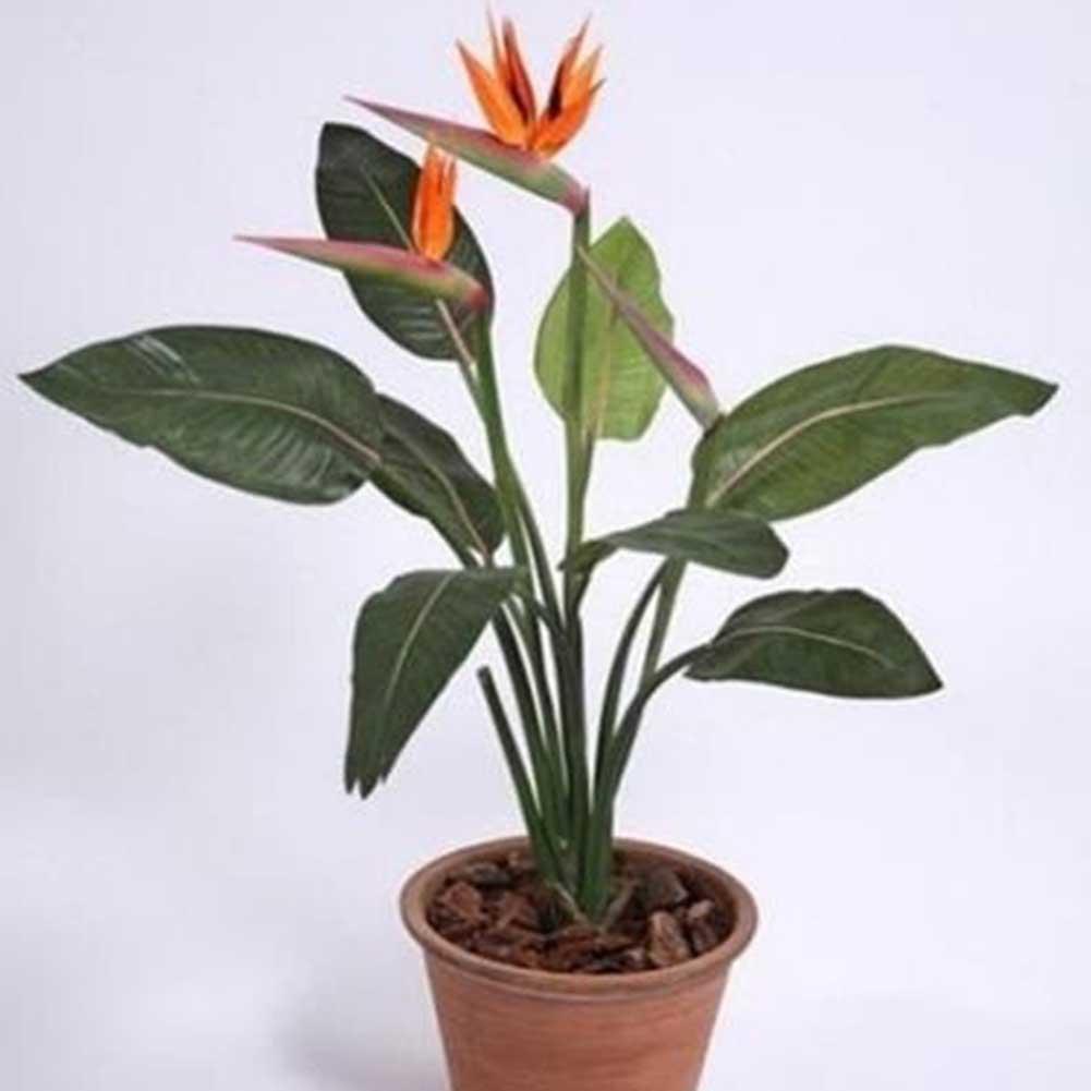 Strelitzia Blumen Orange Strelitzia Reginae Samen Paradiesvogel 5 stück
