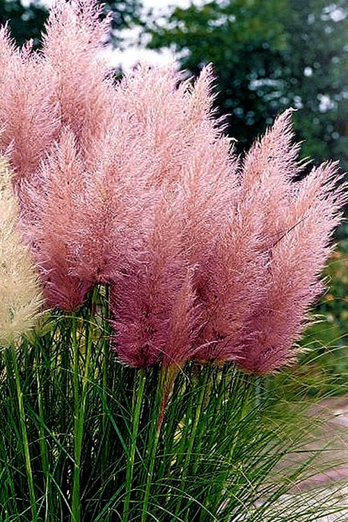 ORNAMENTAL GRASS - PAMPAS GRASS (Cortaderia selloana) 15 stück