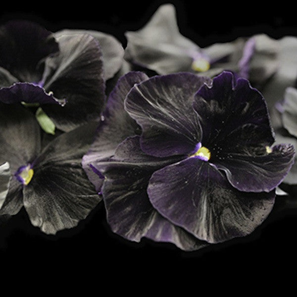 PANSY CLEAR CRYSTALS SCHWARZE SAMEN (Viola wittrockiana) 10 stück