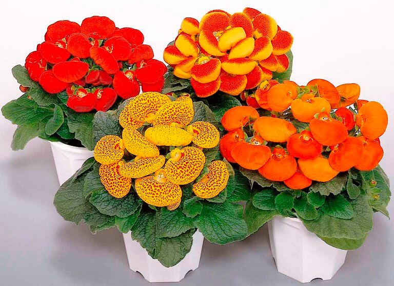 SLIPPER FLOWER samen (Calceolaria Herbeohybrida ) 10 stück